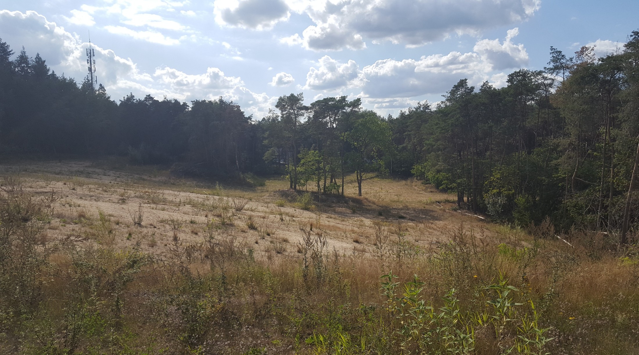 Bomengroep op zandgrond op woningbouwlocatie Sortie 16