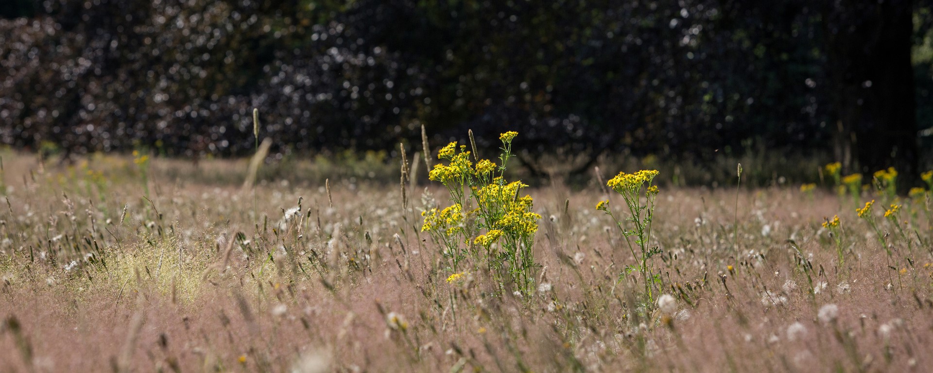 Ruimte voor natuur