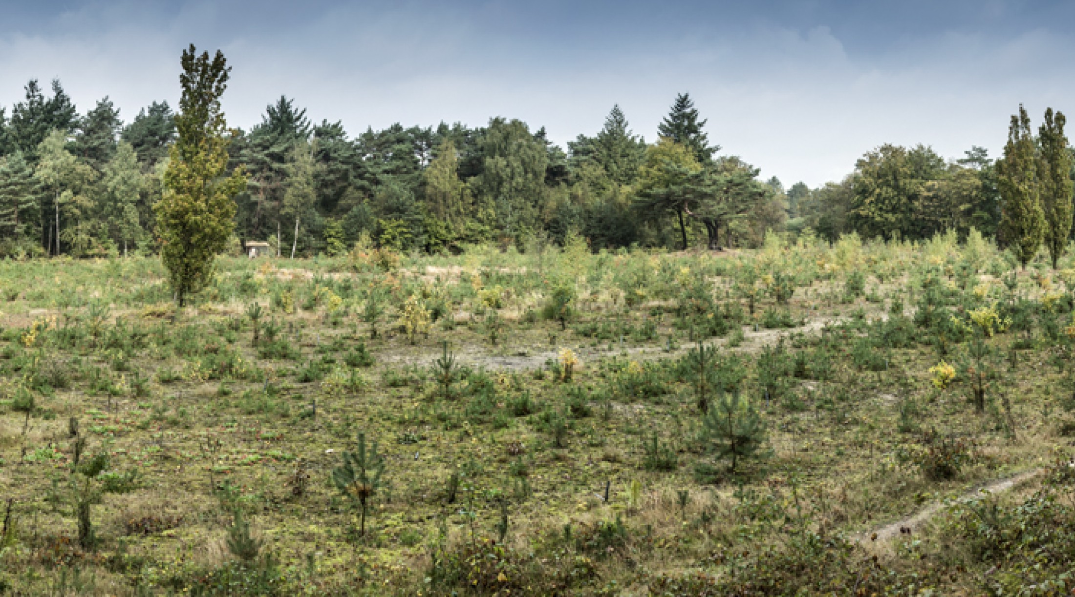 Het aangelegde bos in 2013