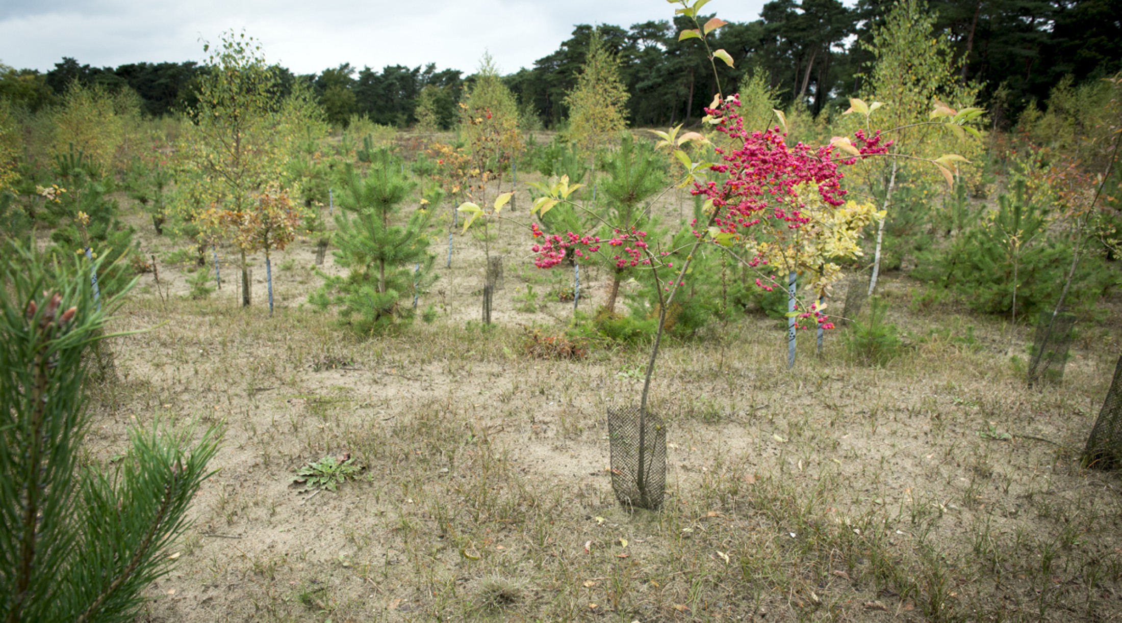 1000 Bomen bos