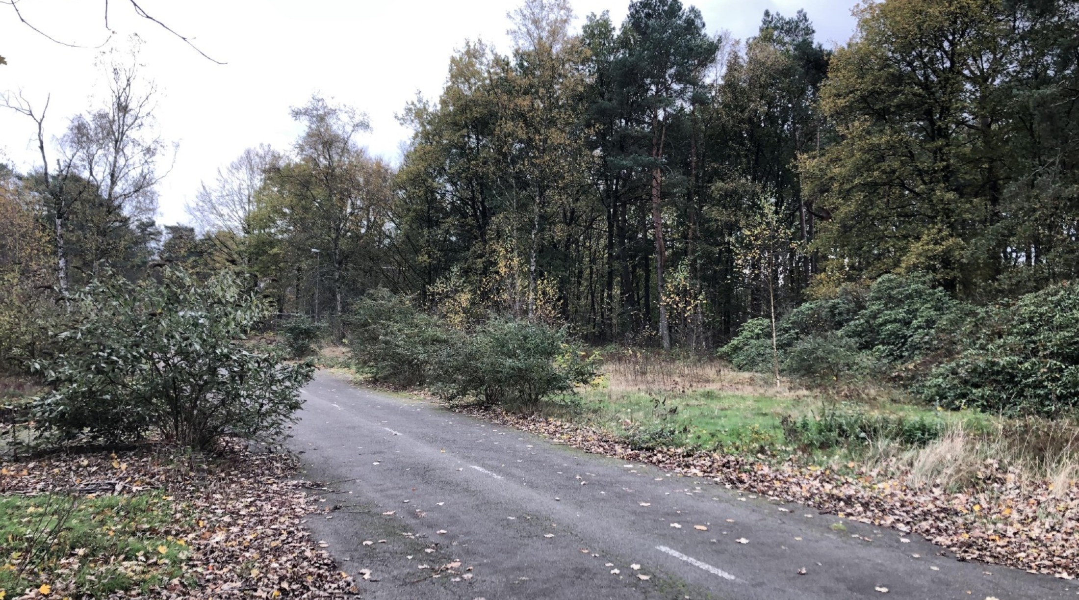 Bestaande natuur met bomen en struiken, asfaltweg