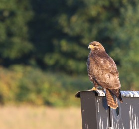 Buizerd Fotograaf Herman van den Bijtel