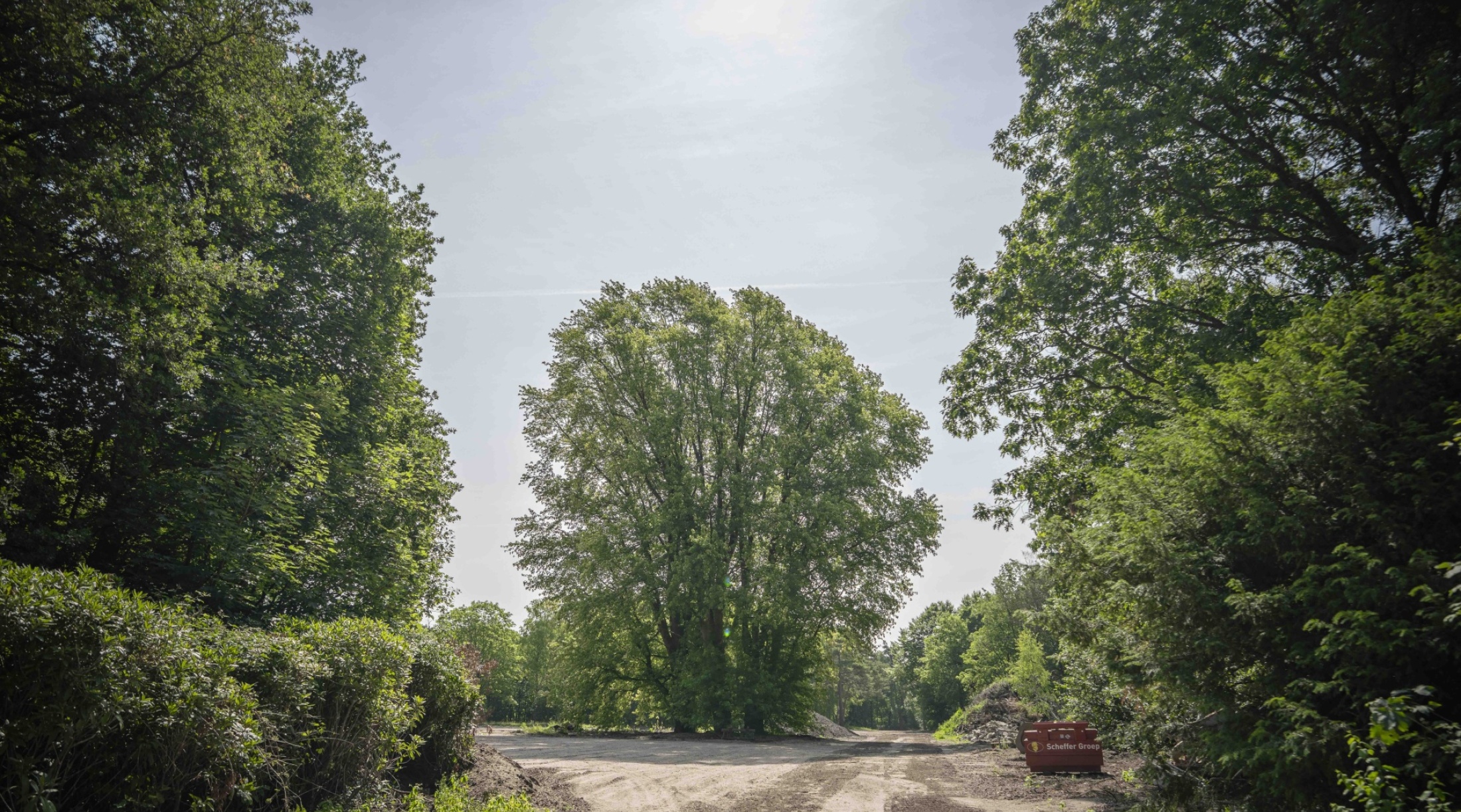 Groep solitaire bomen die door de sloop van gebouwen vol in het zicht staan.